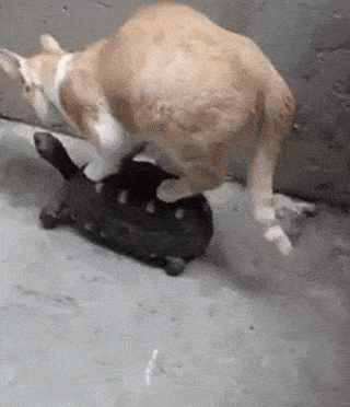 Acid Gifdump, November 13 (25 gifs)
