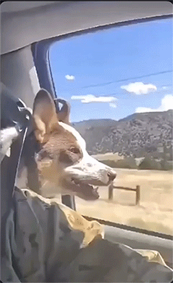 Acid Gifdump, November 13 (25 gifs)