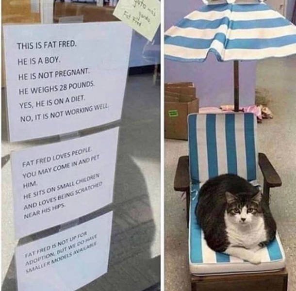 Wholesome Stories (50 pics)