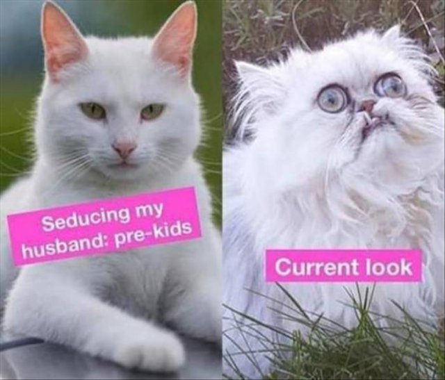 Random Funny Memes (71 pics)