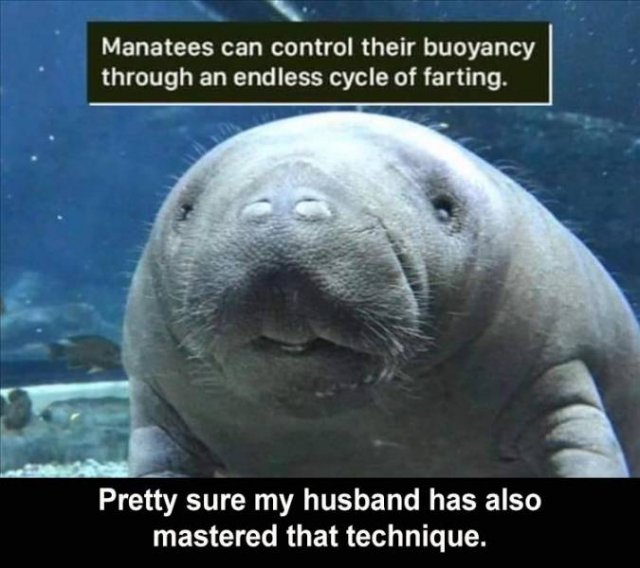 Random Funny Memes (71 pics)