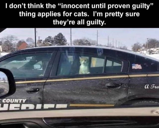 Random Funny Memes (71 pics)