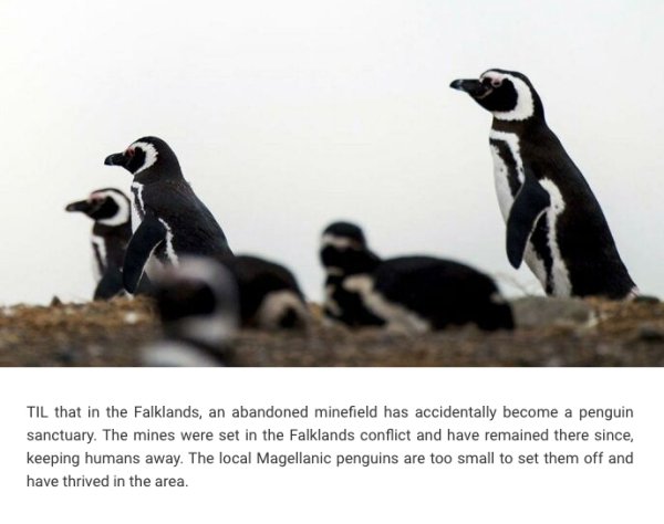 Interesting Facts (24 pics)