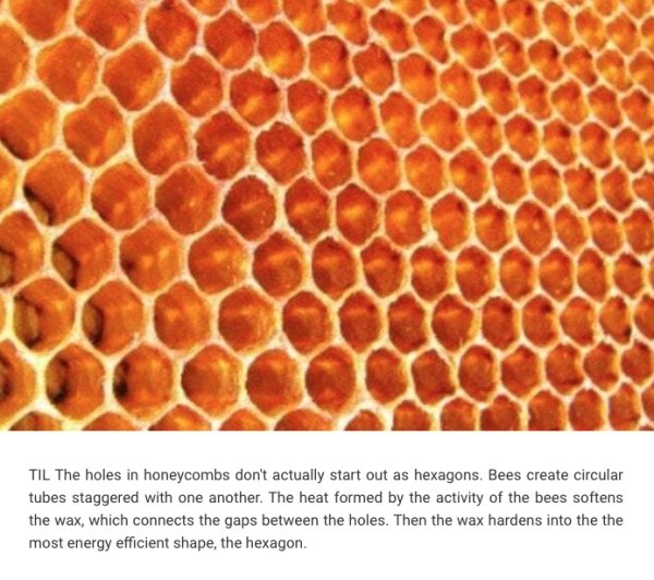 Interesting Facts (24 pics)
