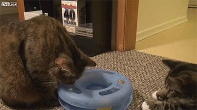 Acid Gifdump, November 16 (25 gifs)