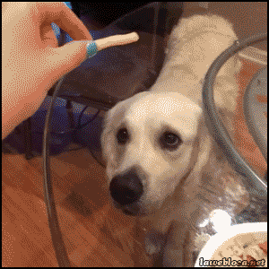 Acid Gifdump, November 16 (25 gifs)