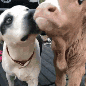 Acid Gifdump, November 16 (25 gifs)