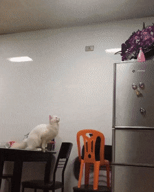 Acid Gifdump, November 16 (25 gifs)