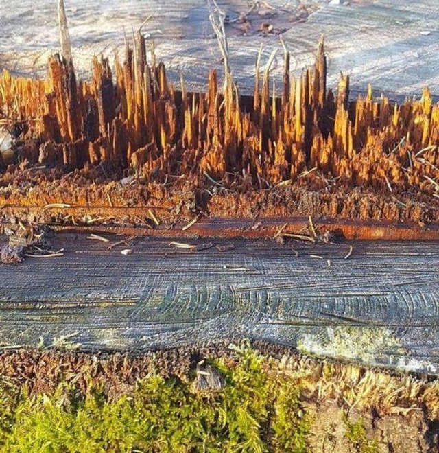 Look Closer (20 pics)