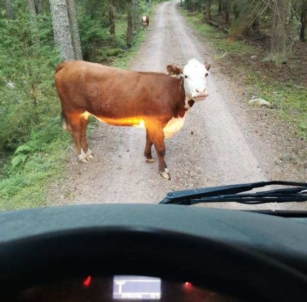 Life In Finland (19 pics)