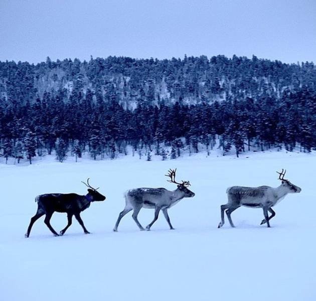 Life In Finland (19 Pics)