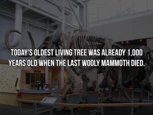 History Facts (19 pics)