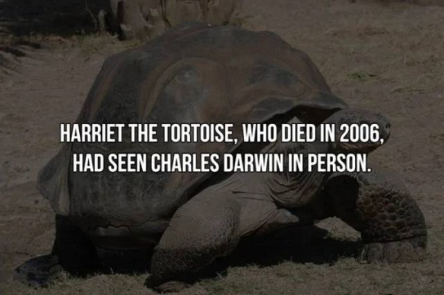 History Facts (19 pics)