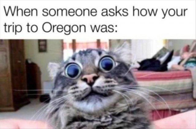 Random Funny Memes (88 pics)