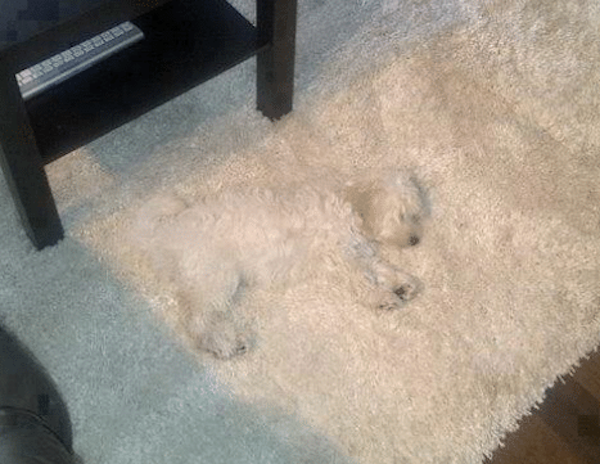 Accidental Camouflage (29 pics)