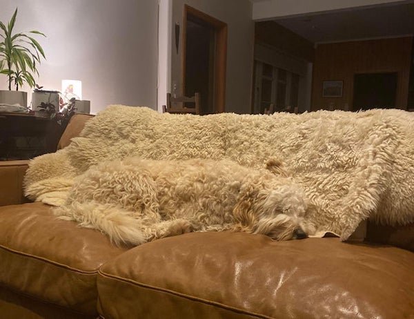 Accidental Camouflage (29 pics)