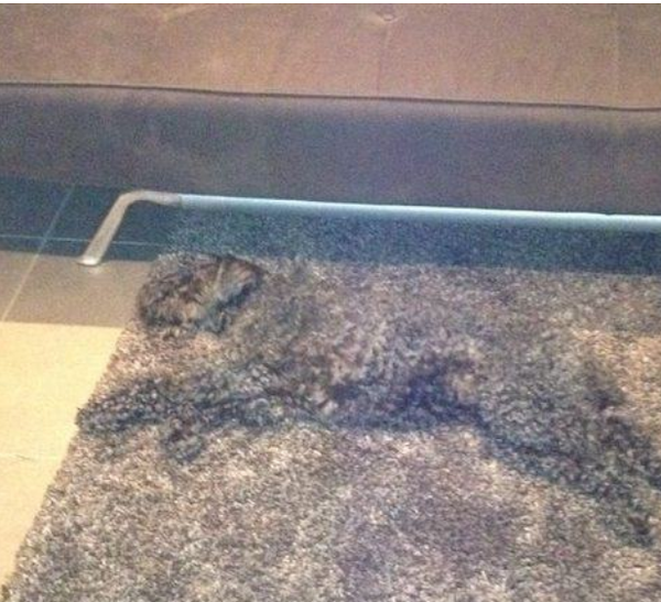 Accidental Camouflage (29 pics)