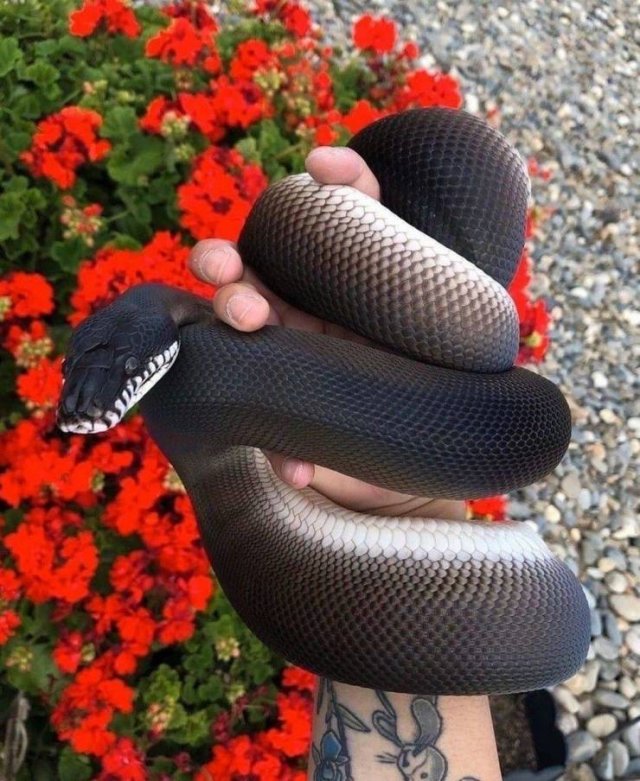 Acid Picdump. Part 1 (93 pics)