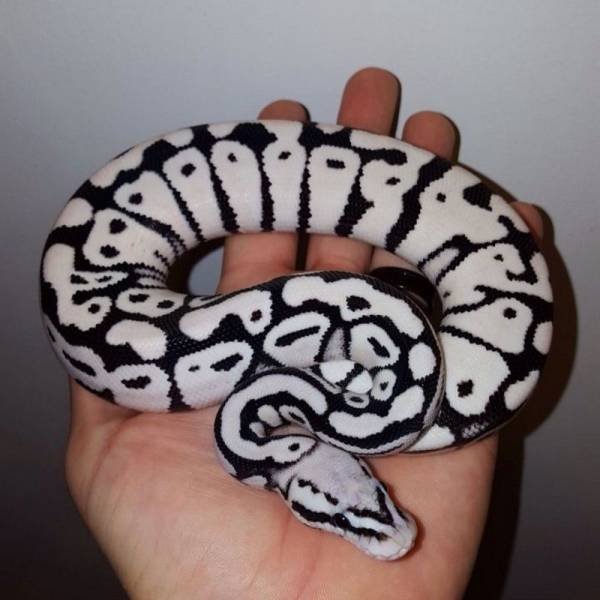 Acid Picdump. Part 1 (93 pics)