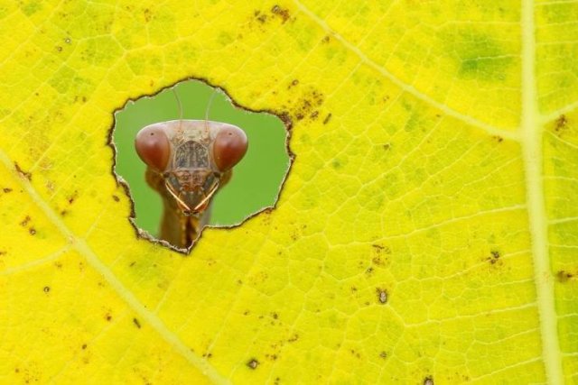 Acid Picdump. Part 1 (96 pics)