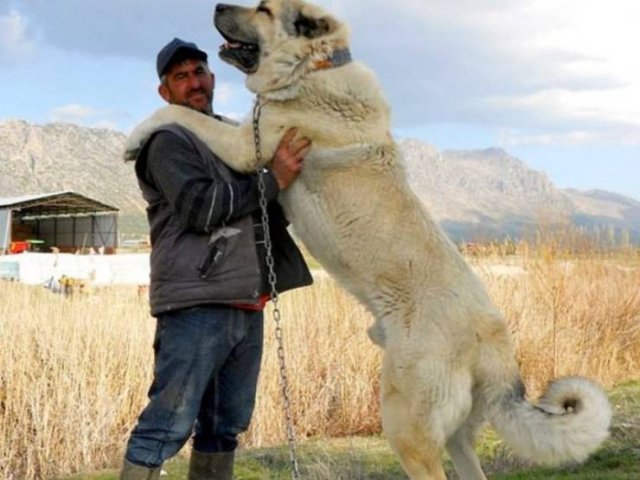 Amazing Pictures (49 pics)
