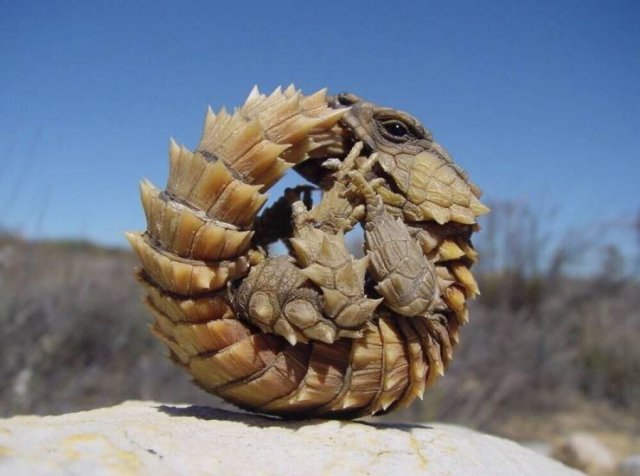 Amazing Pictures (49 pics)