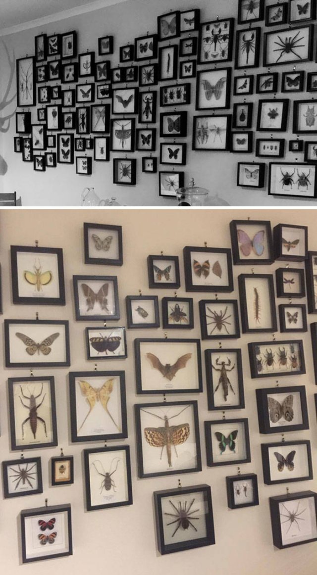 People Show Off Their Collections (49 pics)