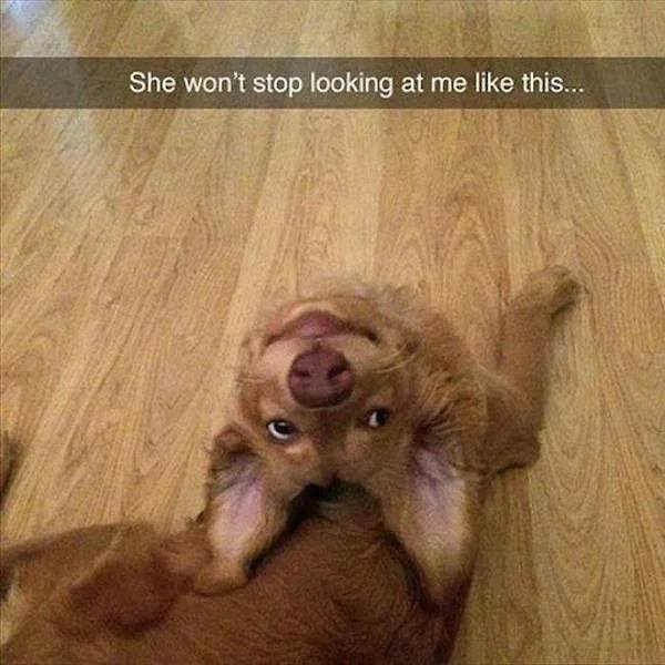 Humor About Dogs (34 pics)