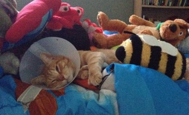 Wholesome Stories (37 pics) Wholesome Stories (37 pics)
