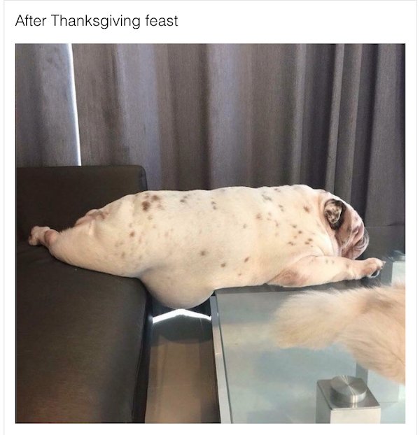 Thanksgiving Memes And Pictures (50 pics)