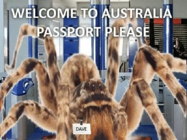 It May Happen Only In Australia (18 pics)