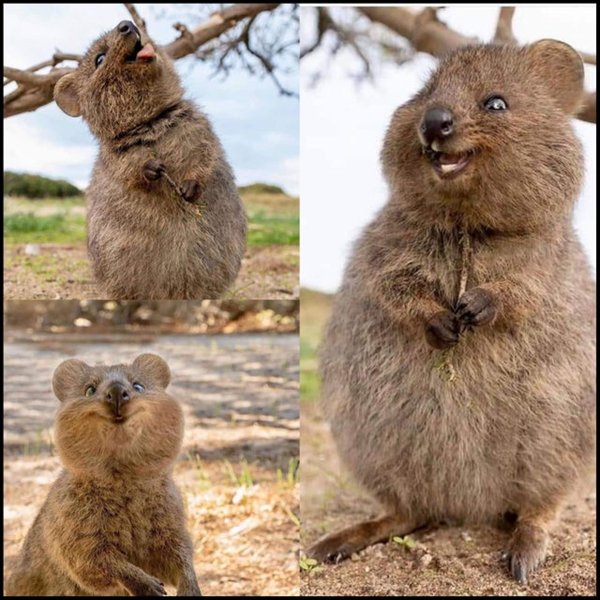It May Happen Only In Australia (18 pics)