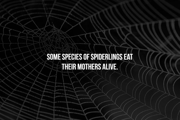 Scary Facts (16 pics)