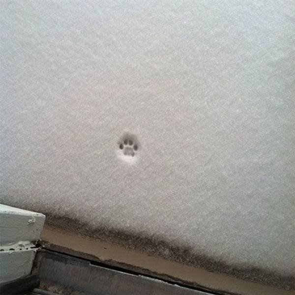 They Did Their Best (40 pics)