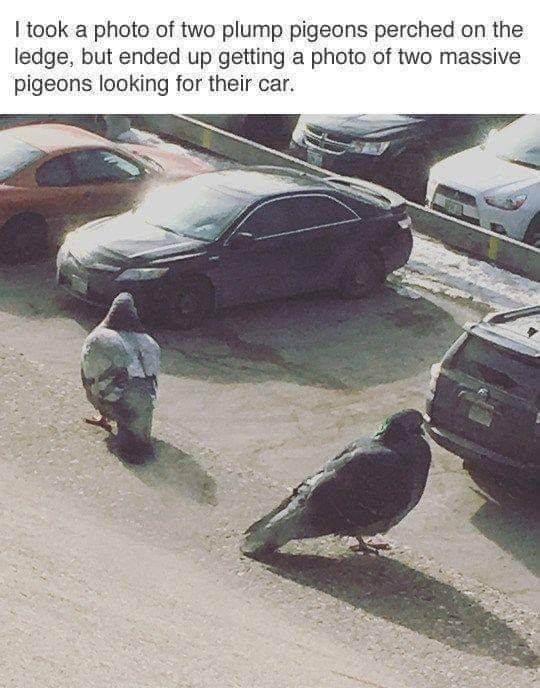 They Did Their Best (40 pics)