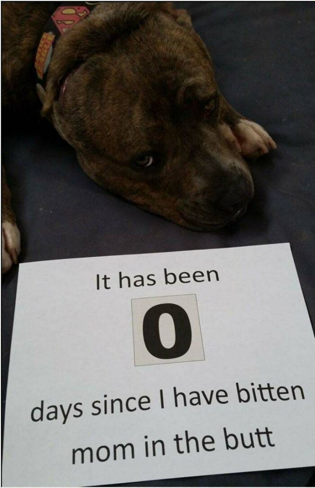 They Did Their Best (40 pics)