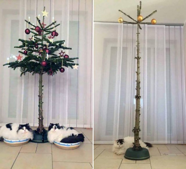 Christmas Trees And Pets (22 pics)