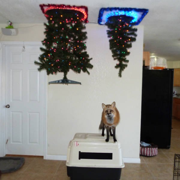 Christmas Trees And Pets (22 pics)