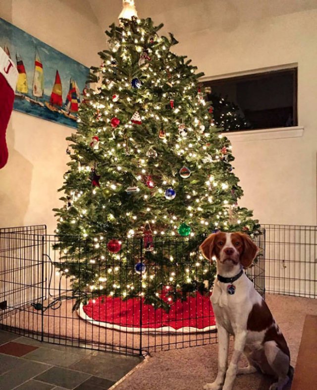 Christmas Trees And Pets (22 pics)