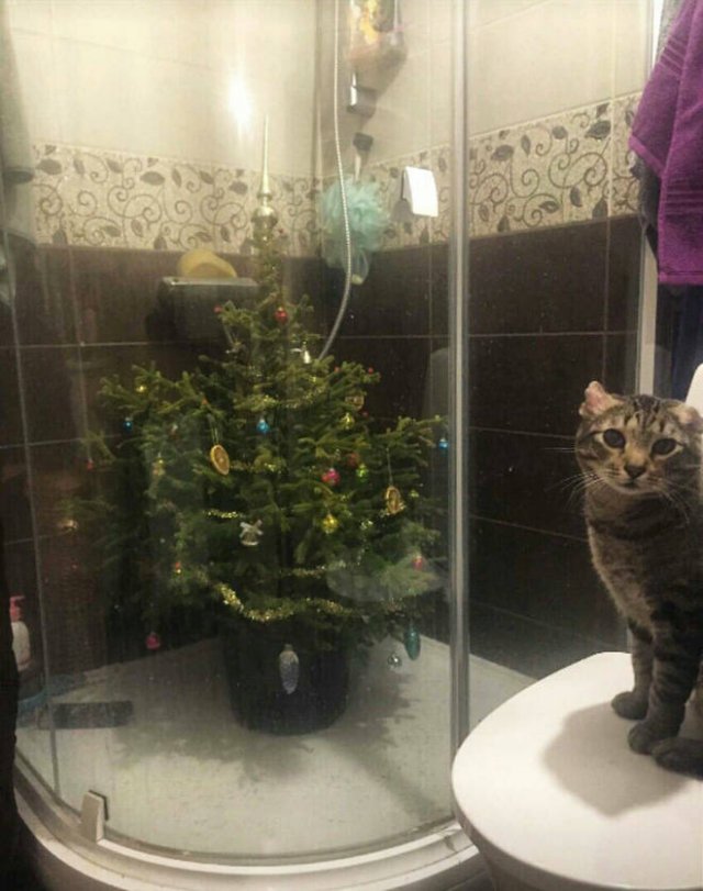 Christmas Trees And Pets (22 pics)