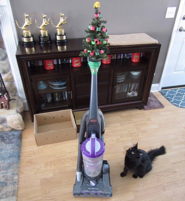 Christmas Trees And Pets (22 pics)