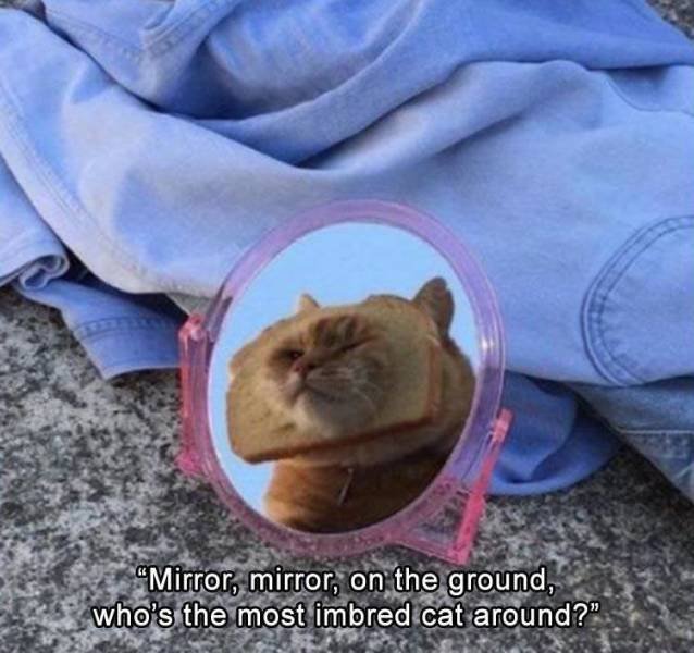 Random Funny Memes (179 pics)