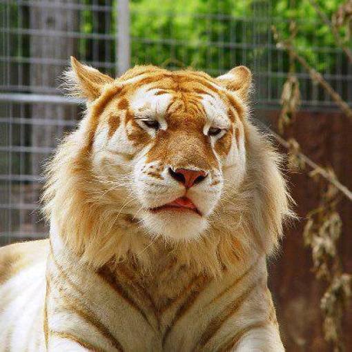 Amazing Pictures (49 pics)