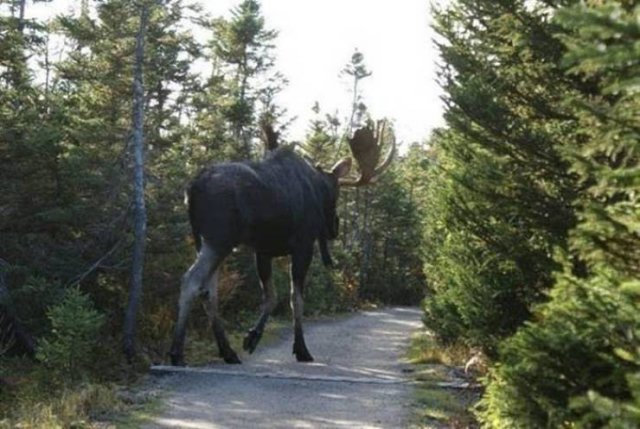 Amazing Pictures (49 pics)