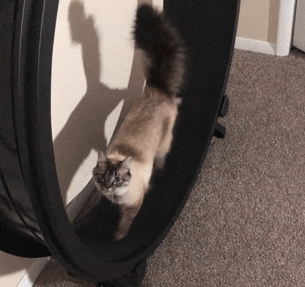Acid Gifdump, November 30 (25 gifs)