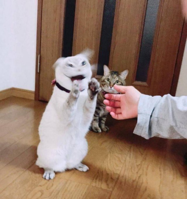 Acid Picdump. Part 1 (95 pics)