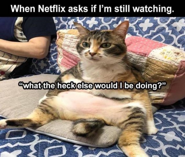 Random Funny Memes (89 pics)