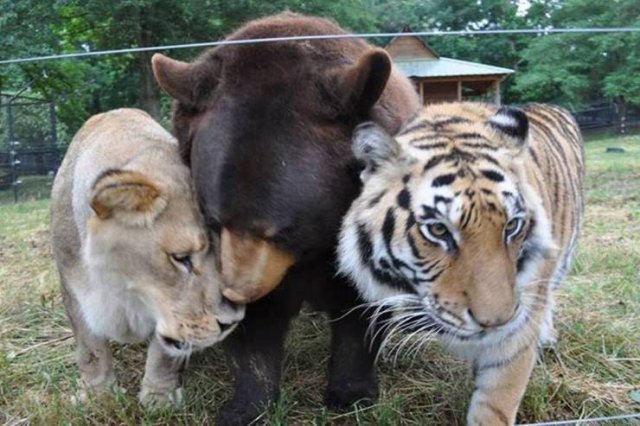 No Words Needed For These Pictures (52 pics)