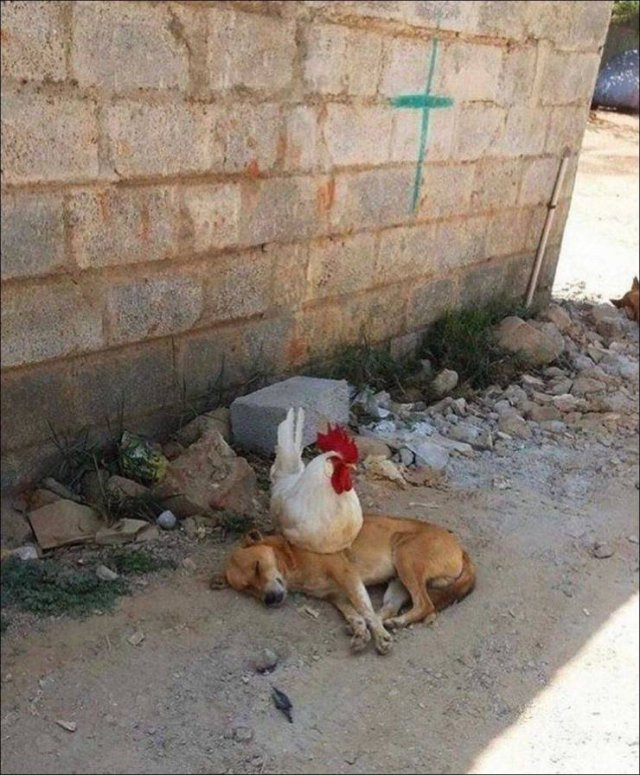 No Words Needed For These Pictures (52 pics)