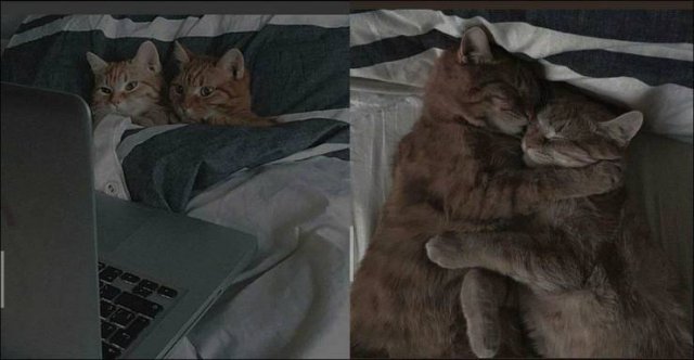 No Words Needed For These Pictures (52 pics)